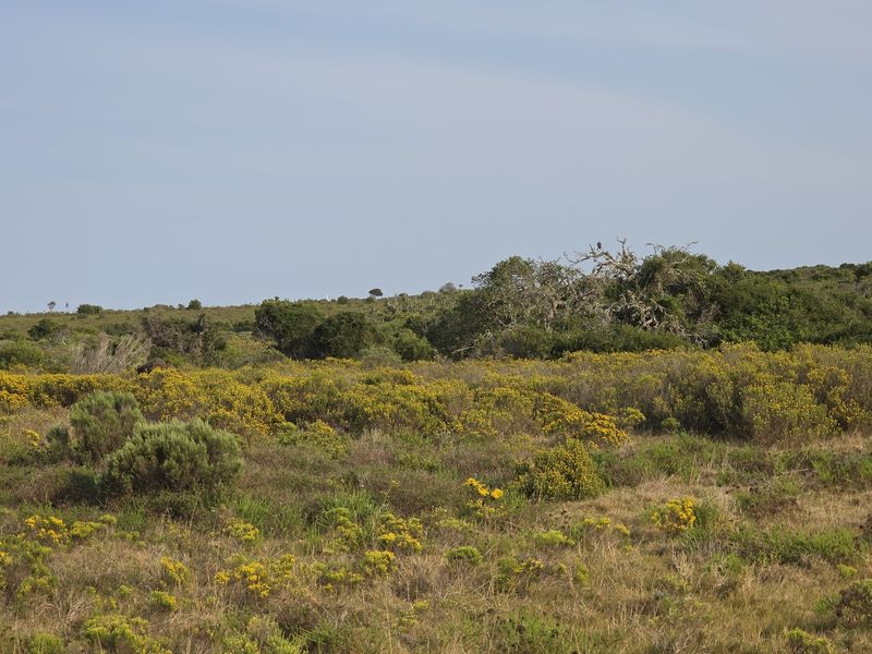 A scenic view of the natural landscape featuring native vegetation, shrubs, and open fields typical of the farm property.