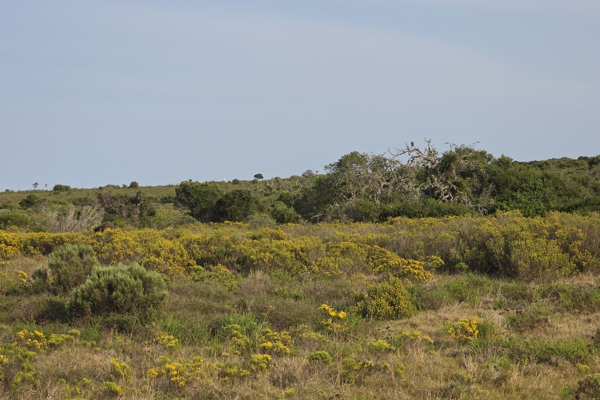 A scenic view of the natural landscape featuring native vegetation, shrubs, and open fields typical of the farm property.