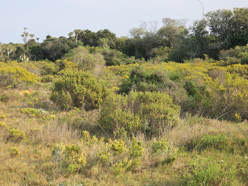 A view of the natural, undeveloped landscape featuring indigenous shrubs and wild vegetation typical of the farm property.