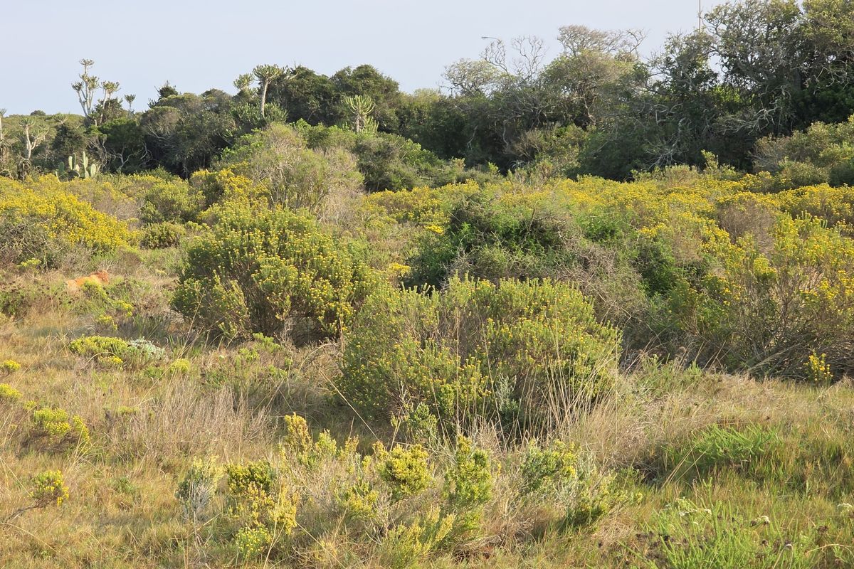 A view of the natural, undeveloped landscape featuring indigenous shrubs and wild vegetation typical of the farm property.