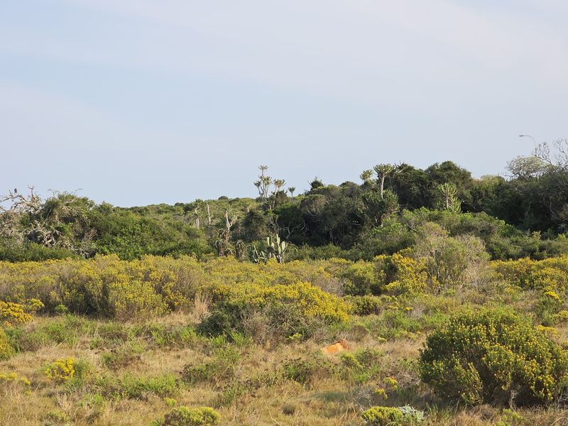 A scenic view of the natural farm landscape featuring indigenous shrubs, yellow flowering bushes, and dense coastal forest vegetation.