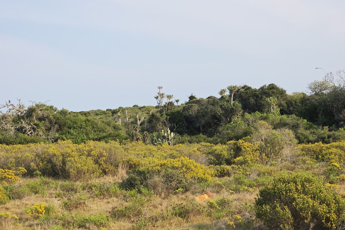 A scenic view of the natural farm landscape featuring indigenous shrubs, yellow flowering bushes, and dense coastal forest vegetation.