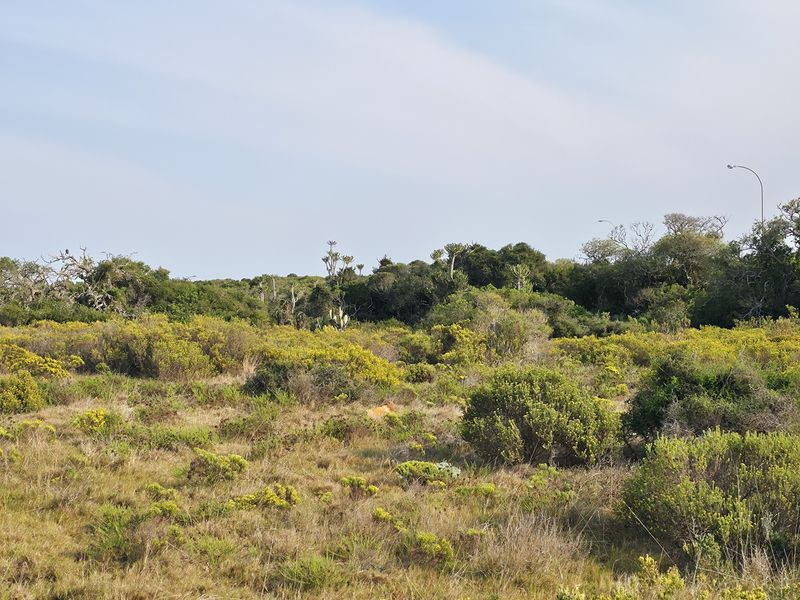A scenic view of the natural farm landscape featuring indigenous vegetation and shrubland under a clear sky.