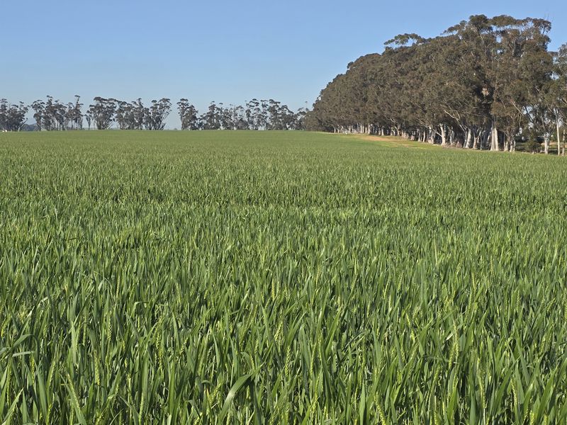 Expansive green agricultural fields bordered by a mature line of trees under a clear blue sky.