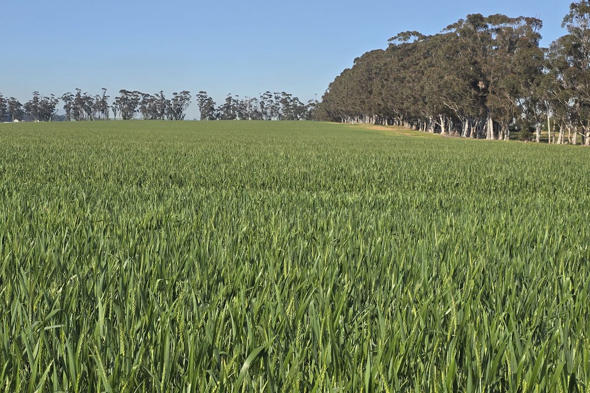 Expansive green agricultural fields bordered by a mature line of trees under a clear blue sky.