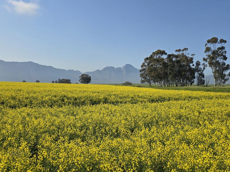 A scenic view of expansive yellow canola fields set against a backdrop of rolling mountains and mature trees on the farm property.