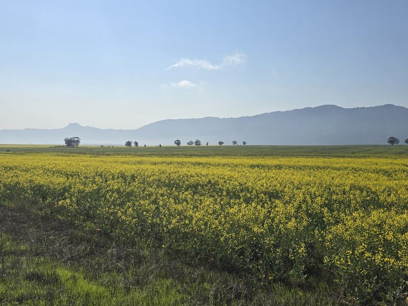 Expansive view of a vibrant yellow canola field stretching towards distant mountains under a clear blue sky.