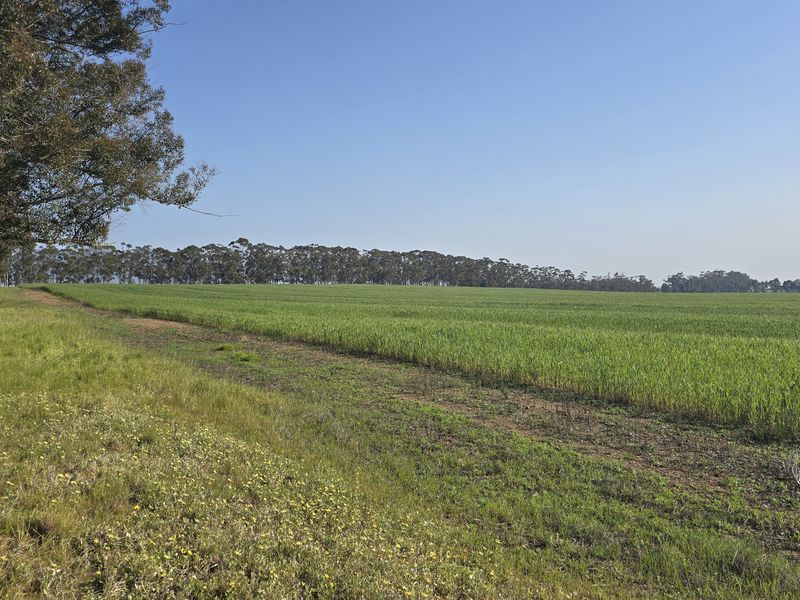 A scenic view of expansive green agricultural fields bordered by mature trees under a clear blue sky.