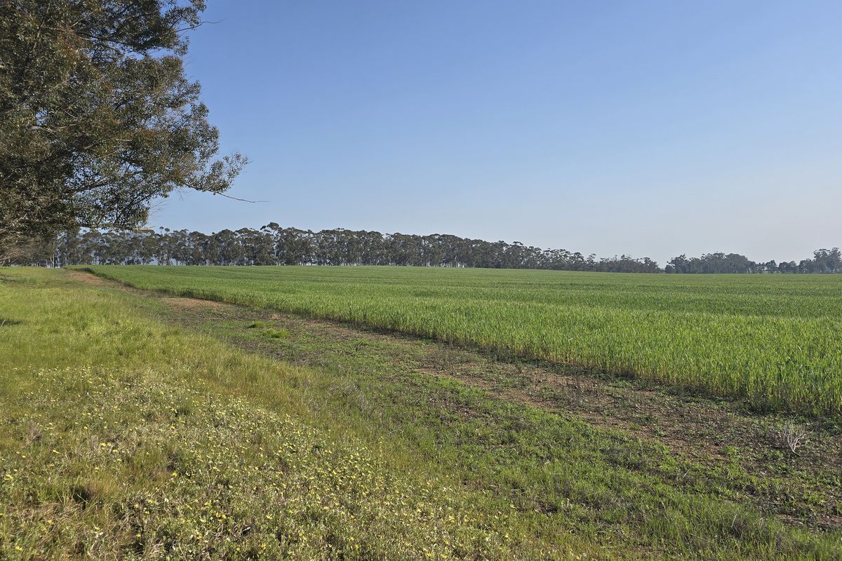 A scenic view of expansive green agricultural fields bordered by mature trees under a clear blue sky.