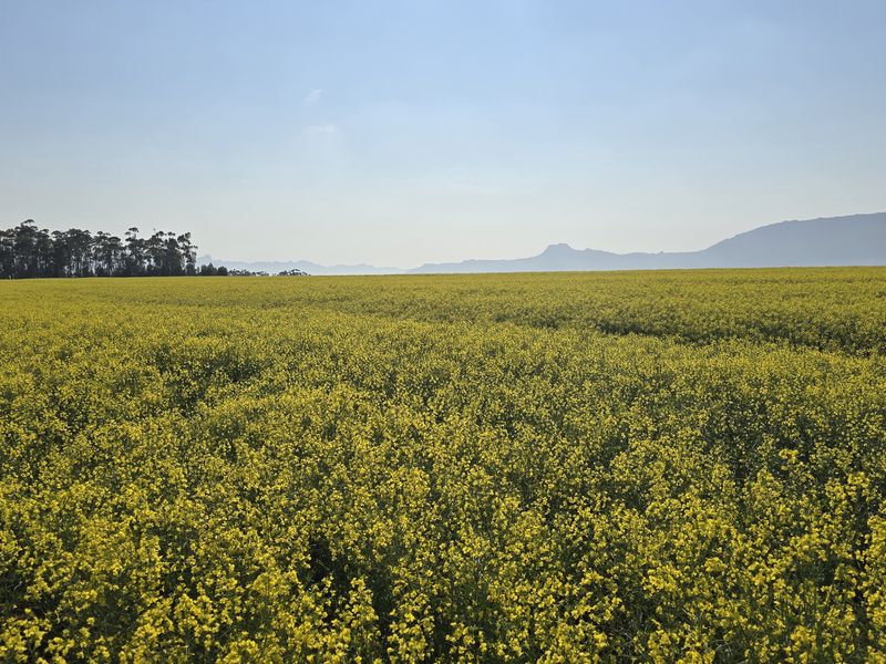 Expansive view of a vibrant yellow canola field on the farm, set against a backdrop of distant mountains and clear blue skies.