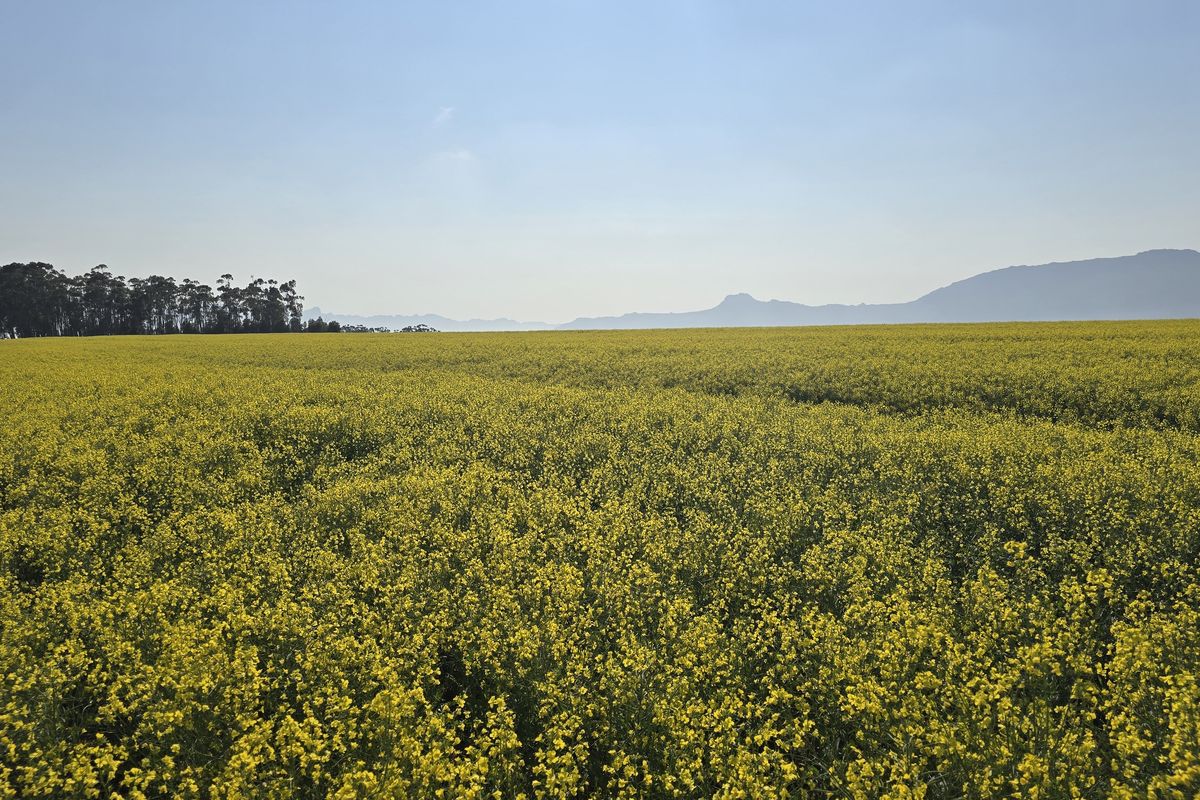 Expansive view of a vibrant yellow canola field on the farm, set against a backdrop of distant mountains and clear blue skies.