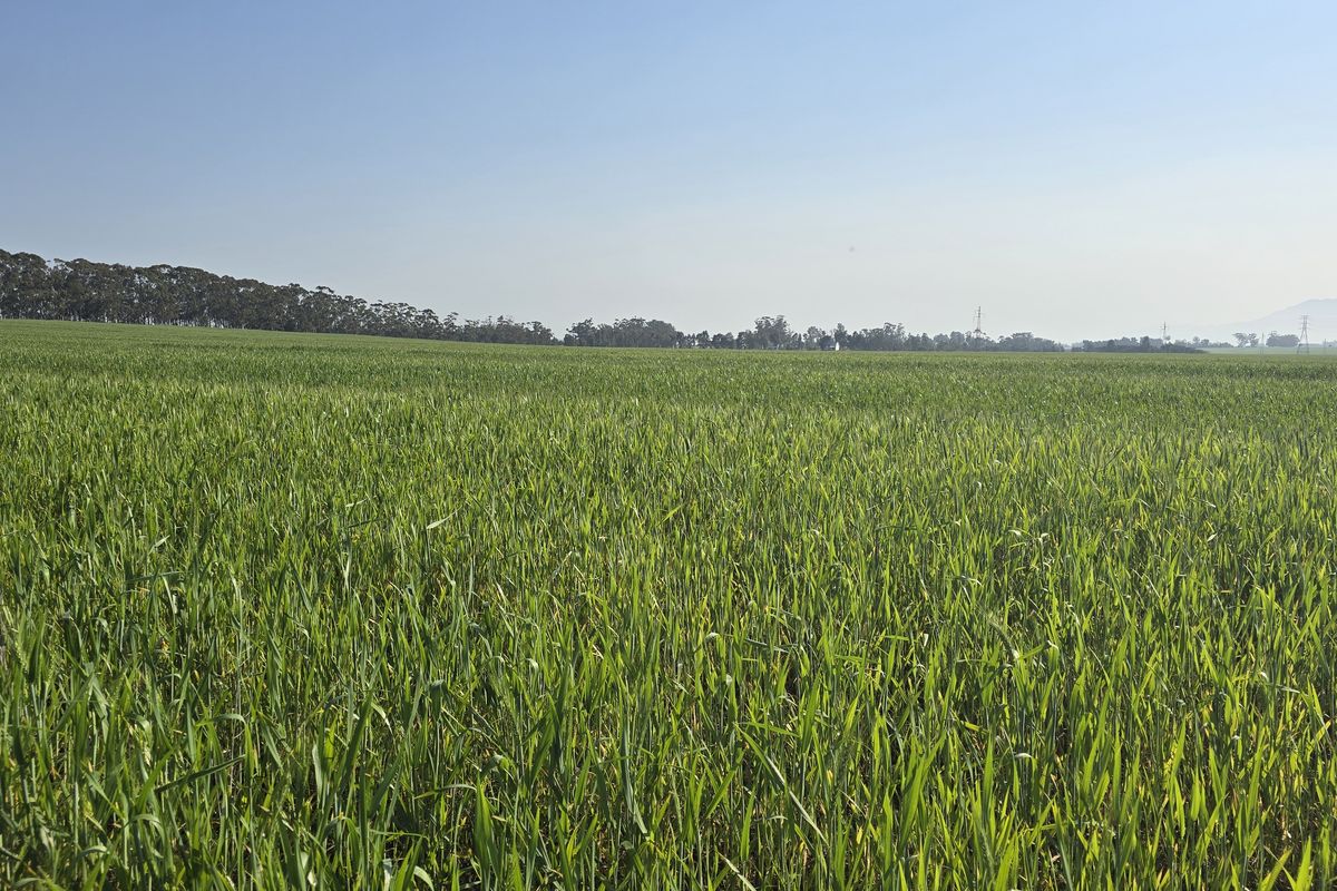 A wide-angle view of expansive green agricultural fields under a clear blue sky, showcasing the property's rural landscape and open space.