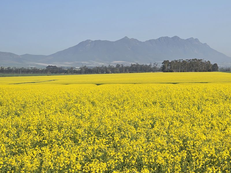 A scenic landscape view featuring a vibrant yellow canola field with majestic mountain ranges in the background.