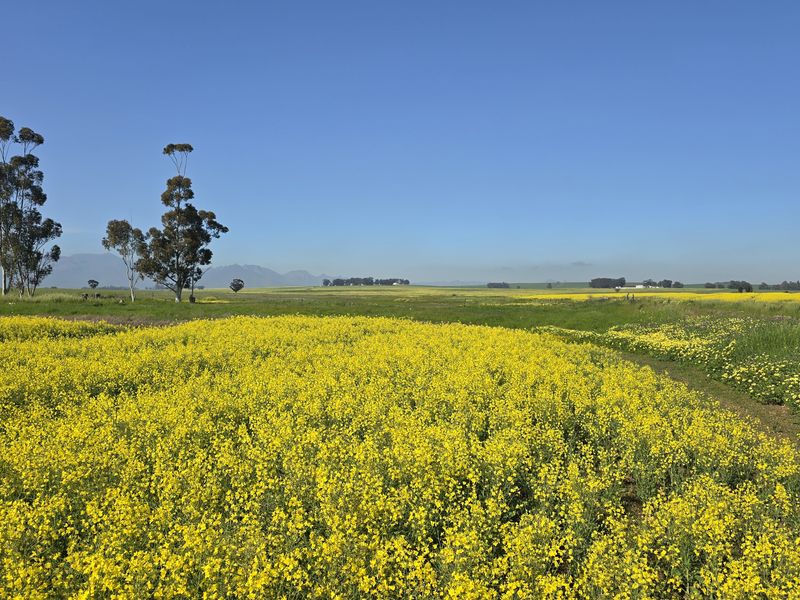 A scenic view of expansive yellow canola fields under a clear blue sky, showcasing the natural landscape of the farm property.
