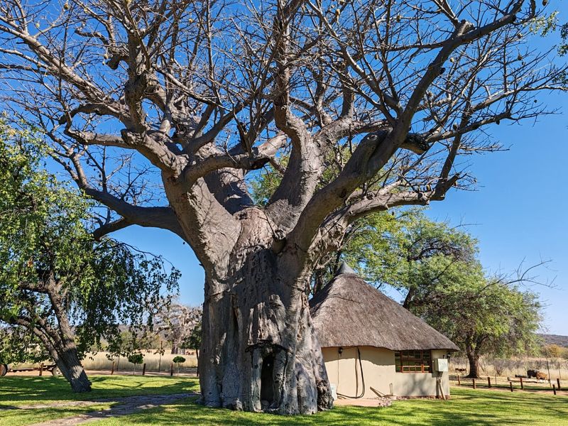 MAGICAL LUXURY HUNTING LODGE IN MOPANE BACKVELD - Photo 1