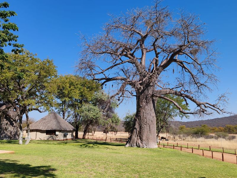 MAGICAL LUXURY HUNTING LODGE IN MOPANE BACKVELD - Photo 2