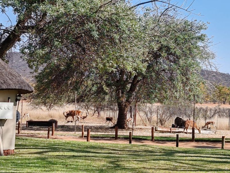 MAGICAL LUXURY HUNTING LODGE IN MOPANE BACKVELD - Photo 8