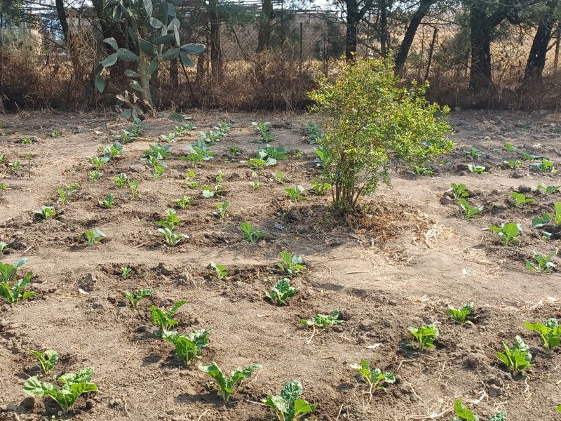 A cultivated vegetable garden plot featuring rows of young plants set against a wire mesh boundary fence.