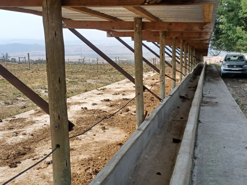 Outdoor livestock feeding area featuring a long concrete trough, timber support structure, and corrugated metal roofing on a farm property.