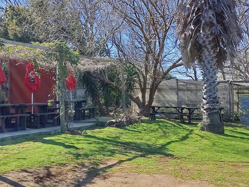 Outdoor restaurant seating area featuring a timber pergola, concrete patio, and established garden space, providing a casual al fresco dining environment.