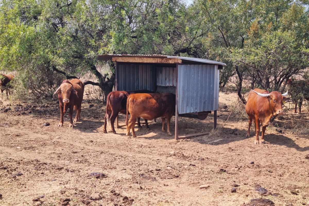 🌿 The Farm You’ve Been Waiting For! – Prime Cattle & Game Farm near Swartruggens - Photo 5