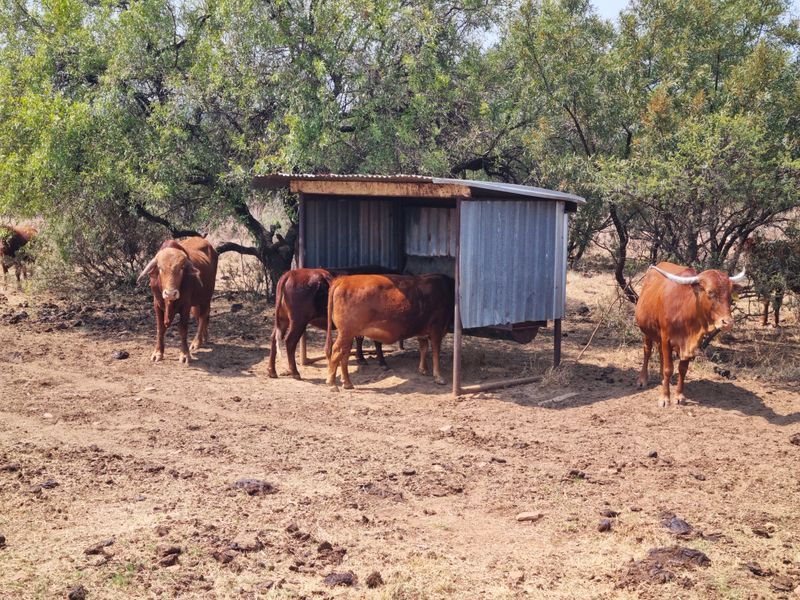 A functional corrugated metal livestock shelter and feeding station located in an open farm paddock area.