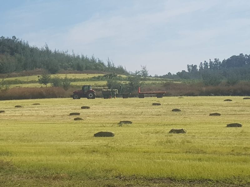 1940 Ha Executive Style Commercial farm for sale in Ingogo - Photo 5