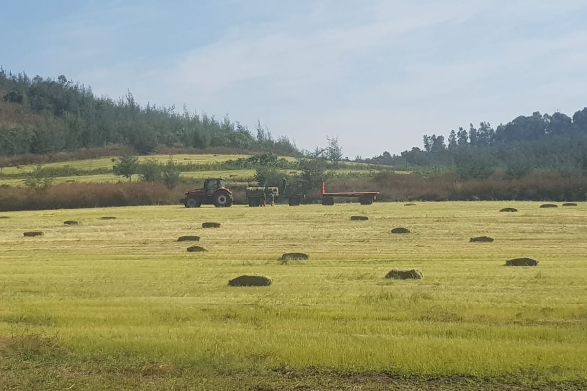 1940 Ha Executive Style Commercial farm for sale in Ingogo - Photo 5