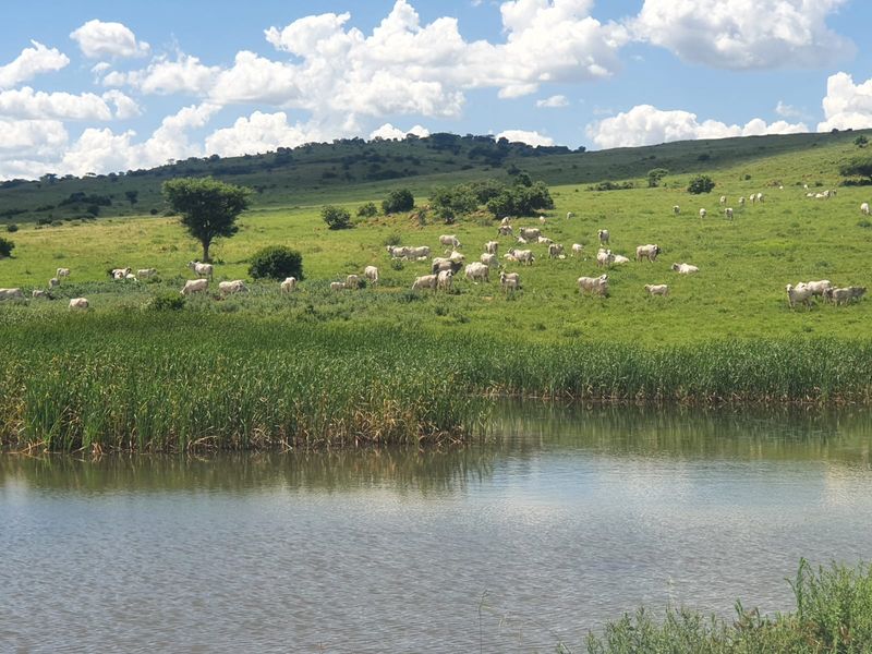 A scenic view of the farm property featuring a natural pond and expansive green grazing pastures with livestock.