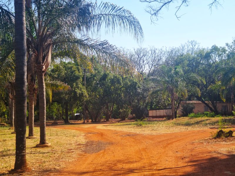 A view of the farm grounds featuring a dirt driveway surrounded by mature trees and natural vegetation.