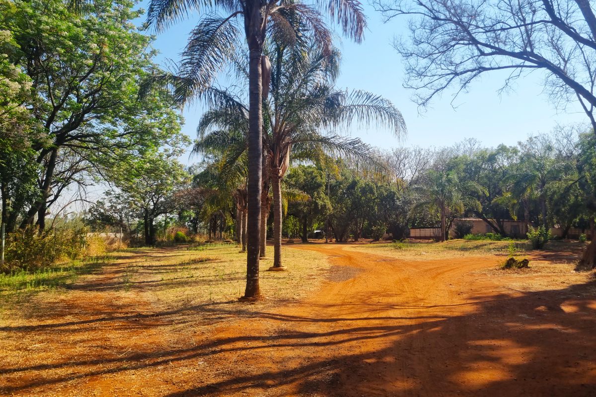A spacious farm garden area featuring mature palm trees and a natural dirt driveway, offering a peaceful and expansive outdoor setting.