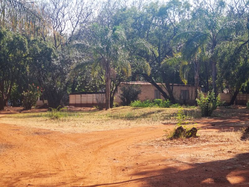 A spacious, tree-lined garden area on a farm property featuring mature trees, palm trees, and a natural dirt driveway.