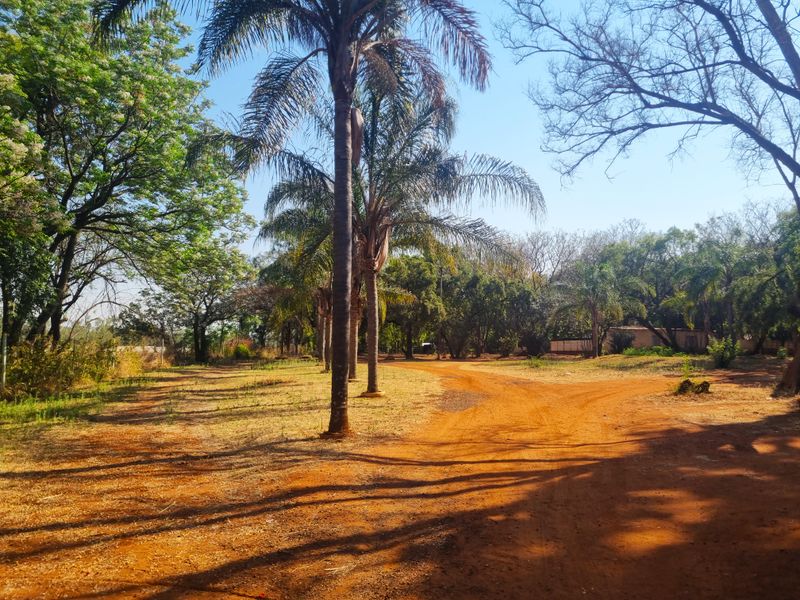A spacious farm garden area featuring mature palm trees and a natural dirt driveway, offering a peaceful and expansive outdoor setting.