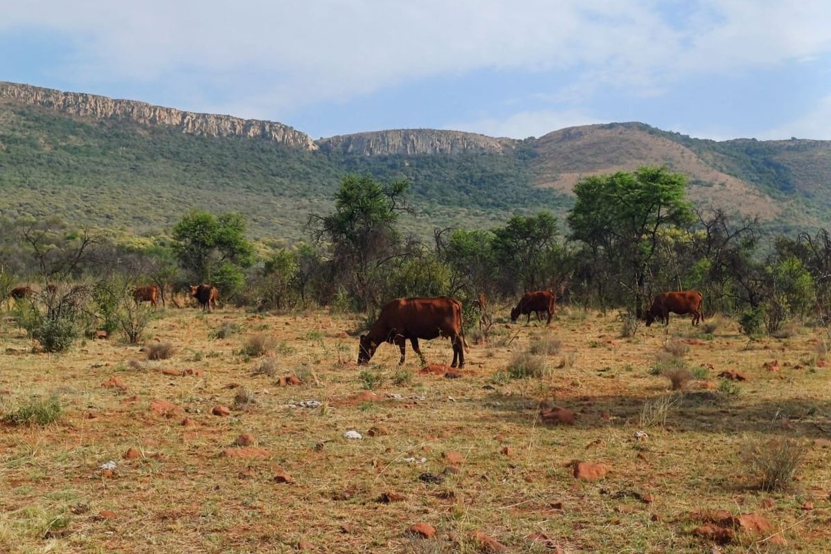 Lifestyle Eco-Livestock/Agricultural FARM - Photo 4