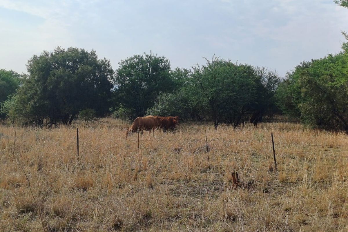 Lifestyle Eco-Livestock/Agricultural FARM - Photo 5