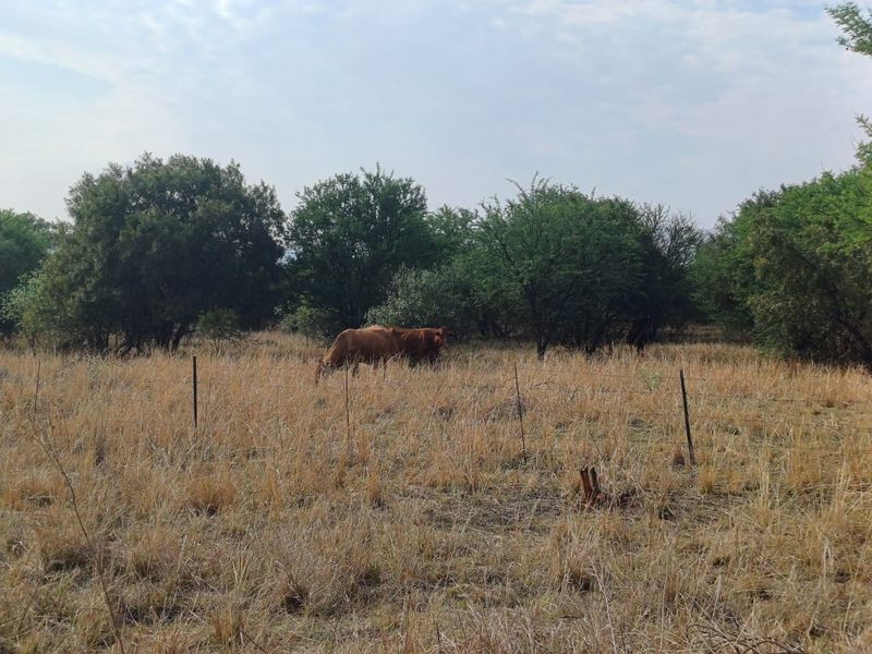 A view of the farm land featuring natural vegetation and wire fencing.
