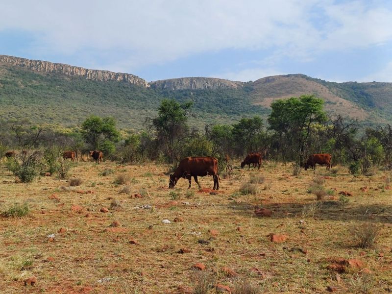 A scenic view of the farm's expansive grazing land with cattle and a prominent mountain range in the background.