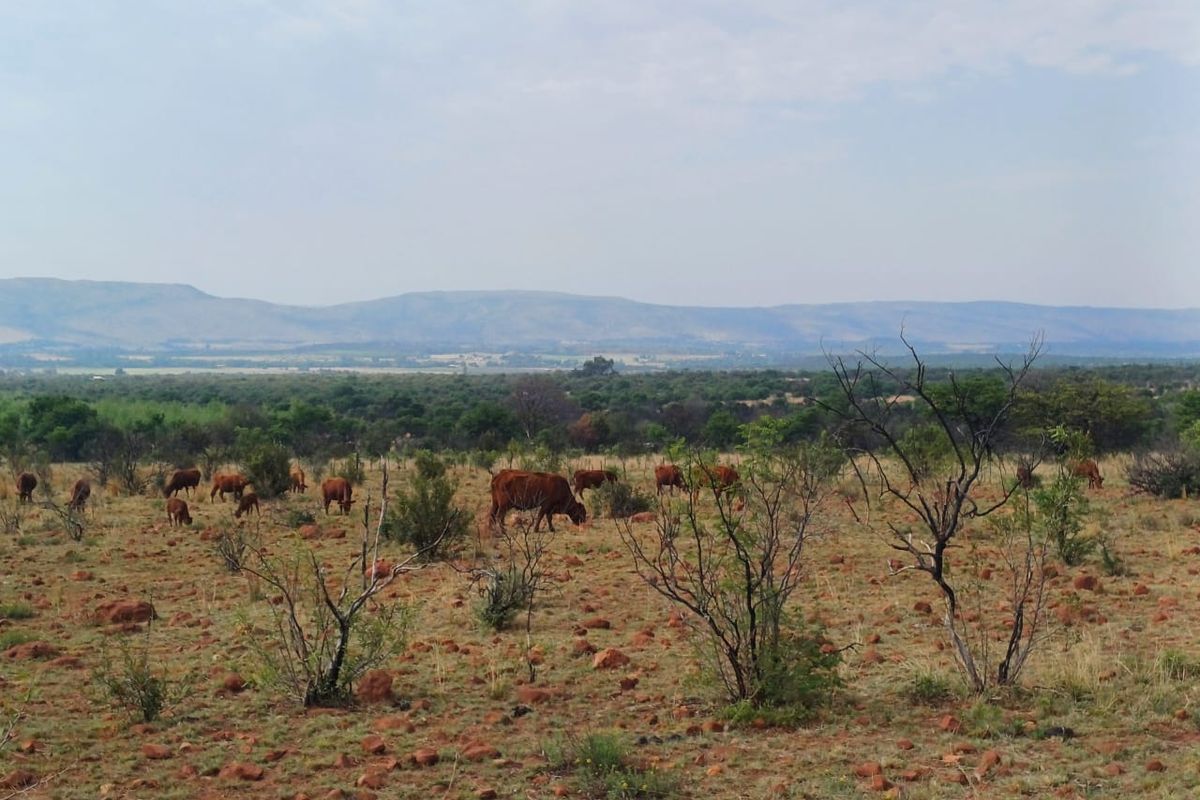 Expansive rural landscape view featuring open grazing land with distant mountain ranges and natural vegetation.
