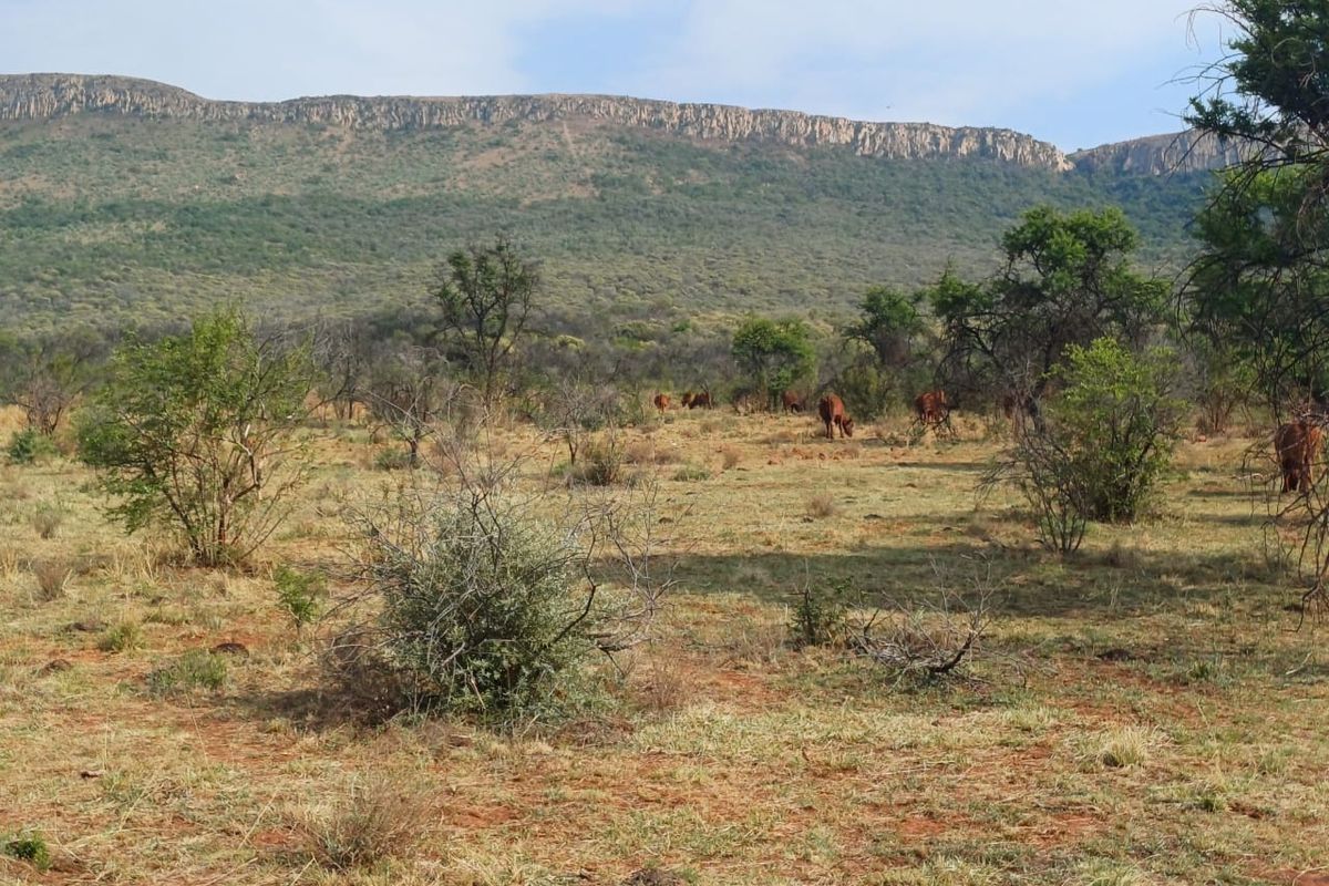 A scenic view of the expansive farm landscape featuring natural vegetation and a prominent mountain range in the background.
