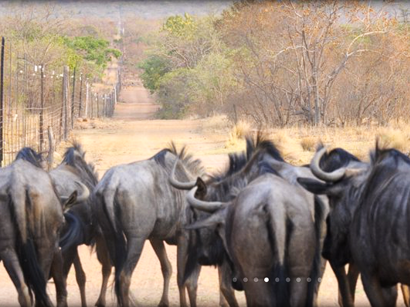 A view of a dirt farm road lined with wire mesh fencing, featuring a herd of wildebeest in the foreground.