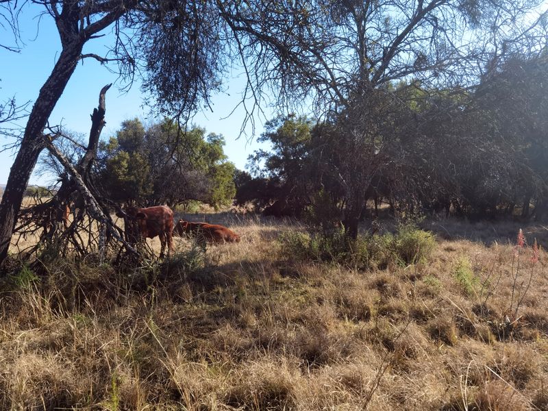 Water-rich Cattle Farm - Photo 2