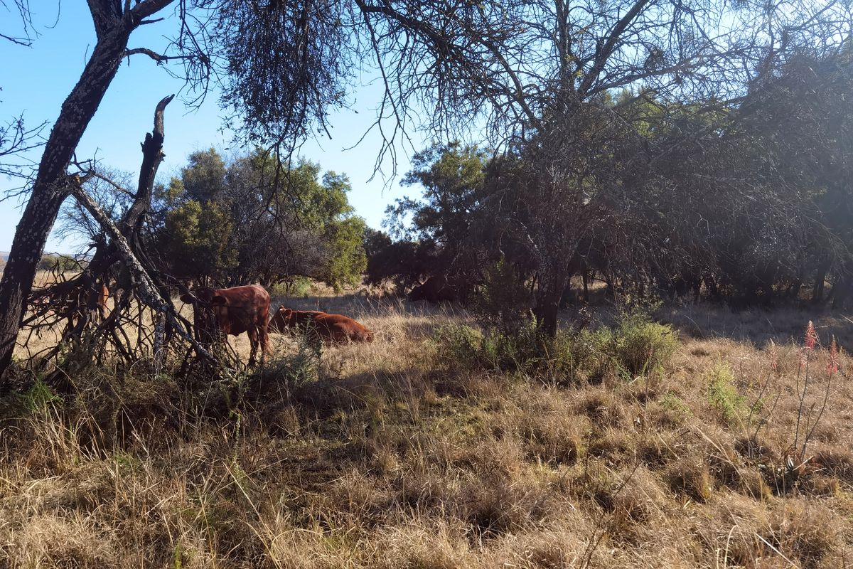A view of the natural farm landscape featuring mature trees and open grazing land.
