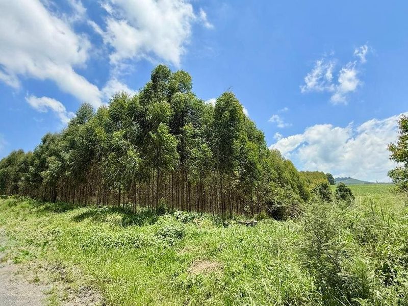 20ha Timber Farm in Karkloof with Valley and Farmland Views - Photo 10