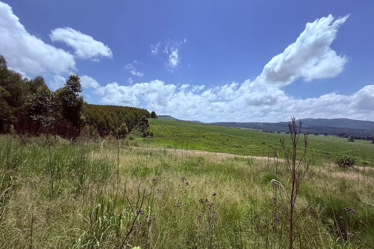 20ha Timber Farm in Karkloof with Valley and Farmland Views - Photo 5