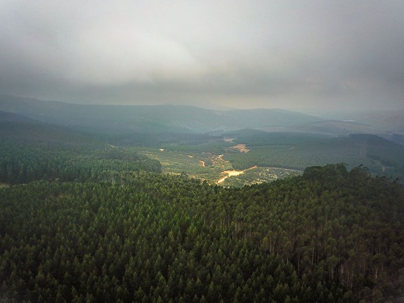 475Ha Multi-Use Farm for Sale – Donnybrook, KwaZulu-Natal - Photo 9