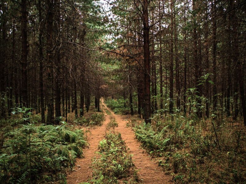 475Ha Multi-Use Farm for Sale – Donnybrook, KwaZulu-Natal - Photo 8