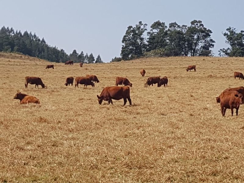 475Ha Multi-Use Farm for Sale – Donnybrook, KwaZulu-Natal - Photo 7