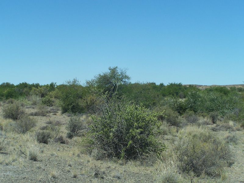 A view of the natural landscape and indigenous vegetation on the farm property.