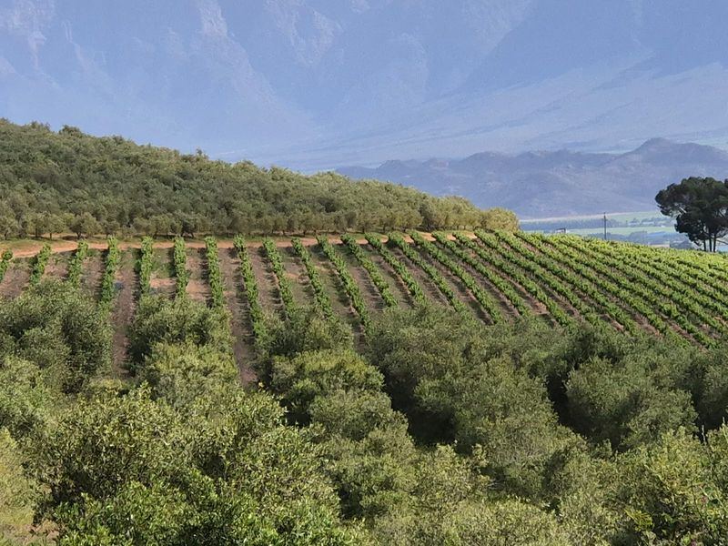 GUEST & FRUIT FARM WITH MOUNTAIN VIEWS - Photo 8