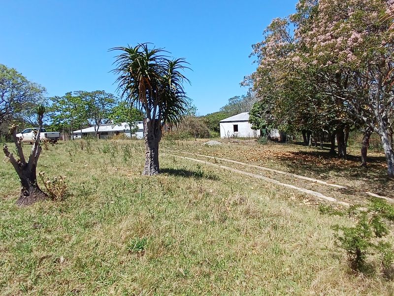 A view of the farm grounds featuring mature trees, a gravel driveway, and surrounding rural landscape.